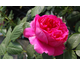 Rosa Lady of Megginch