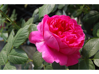 Rosa