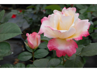 Rosa