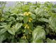 Lamium maculatum 