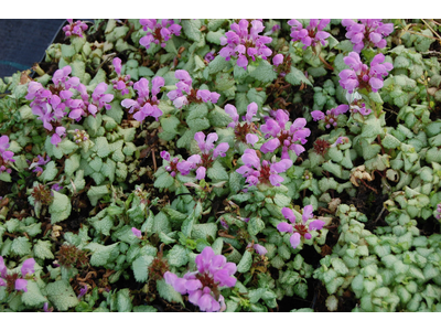 Lamium maculatum