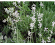Lavandula angustifolia Rosea