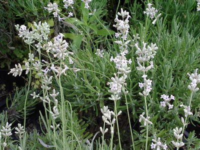 Lavandula angustifolia