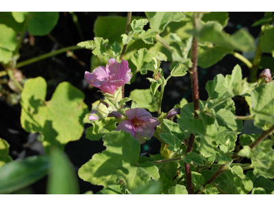 Lavatera
