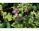 Lavatera Candy Floss