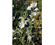 Lavatera thuringiaca Ice Cool