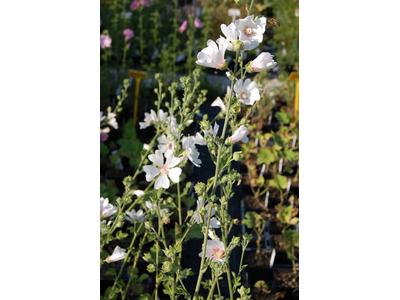 Lavatera thuringiaca