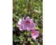 Lavatera x clementii Rosea