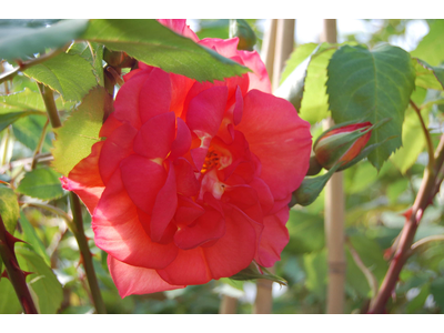 Rosa