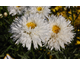 Leucanthemum Aglaia