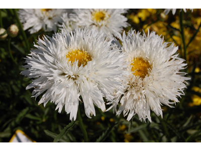 Leucanthemum
