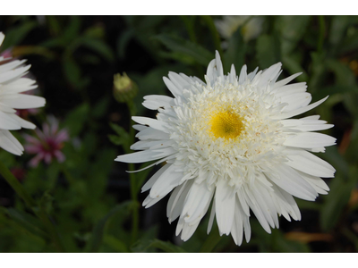 Leucanthemum x superbum