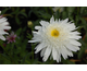 Leucanthemum x superbum Wirral Supreme