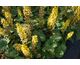 Ligularia Bottle Rocket