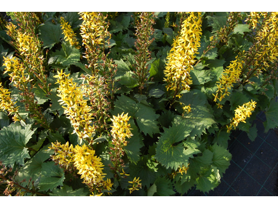 Ligularia