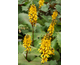 Ligularia Gold Torch