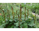 Ligularia Little Rocket ®