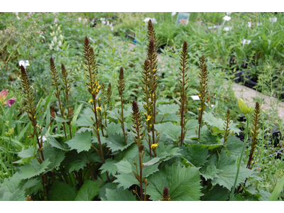 Ligularia