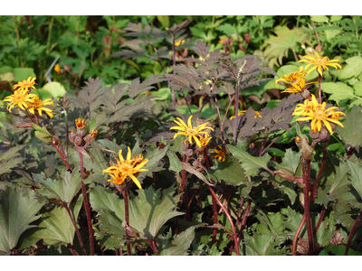 Ligularia