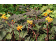 Ligularia Osiris Café Noir ®
