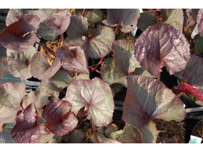 Ligularia dentata