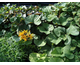 Ligularia dentata Desdemona
