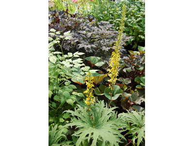 Ligularia przewalskii