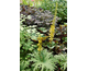Ligularia przewalskii 