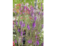Linaria purpurea 
