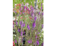 Linaria purpurea