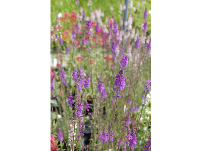 Linaria purpurea