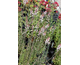 Linaria purpurea Canon J. Went