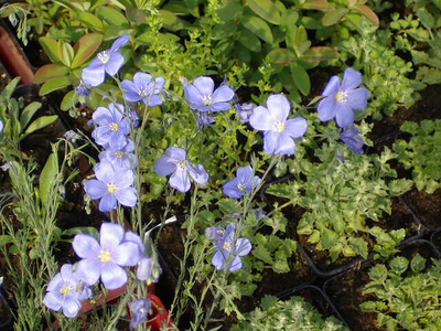 Linum perenne