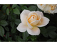 Rosa Lions Rose