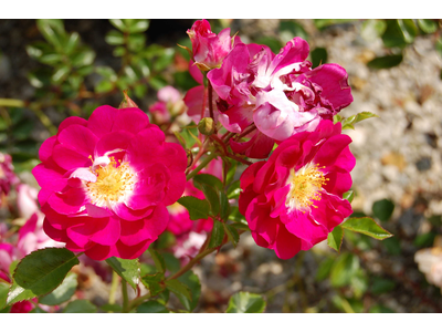Rosa