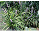 Liriope muscari None