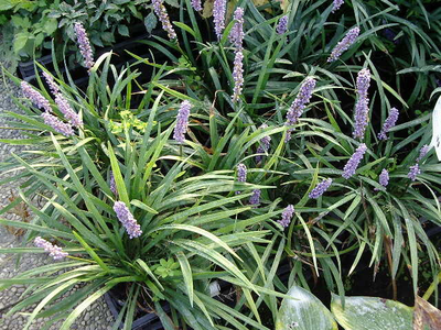 Liriope muscari