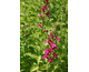 Lobelia Monet Moment