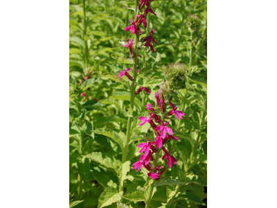Lobelia