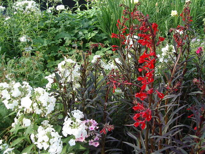 Lobelia fulgens