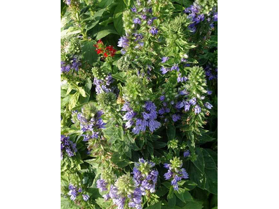 Lobelia siphilitica