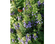 Lobelia siphilitica