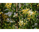 Lonicera periclymenum Caprilia ®