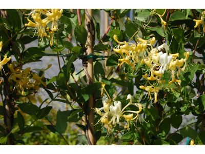 Lonicera periclymenum