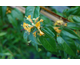 Lonicera brownii