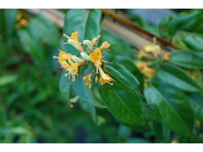Lonicera brownii
