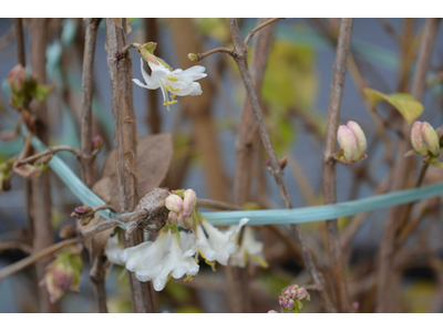 Lonicera fragrantissima