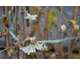 Lonicera fragrantissima