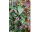 Lonicera henryi Copper Beauty ®