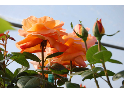 Rosa